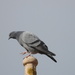 Rock Pigeon - Photo (c) Vicenç Roig Vidal, some rights reserved (CC BY-NC), uploaded by Vicenç Roig Vidal
