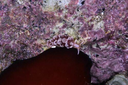 Spurilla neapolitana - Photo (c) xavi salvador costa, some rights reserved (CC BY-NC)