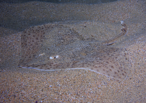 Hardnose Skates - Photo (c) oriol_d, all rights reserved