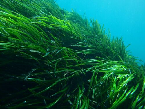 Posidonia oceanica - Photo (c) xavi salvador costa, all rights reserved