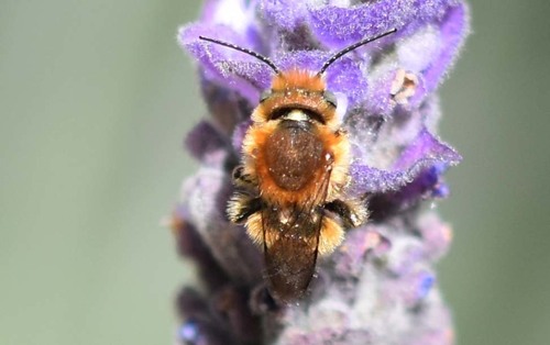 Osmia - Photo (c) Pau Esteban, some rights reserved (CC BY-NC)