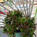 Jade Plant - Photo (c) marianna, some rights reserved (CC BY-NC)