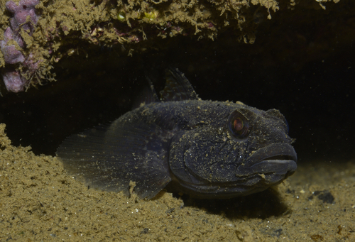 Gobius niger - Photo (c) oriol_d, all rights reserved