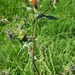 Bristly Oxtongue - Photo (c) Izan Lopez Vergel, some rights reserved (CC BY-NC), uploaded by Izan Lopez Vergel