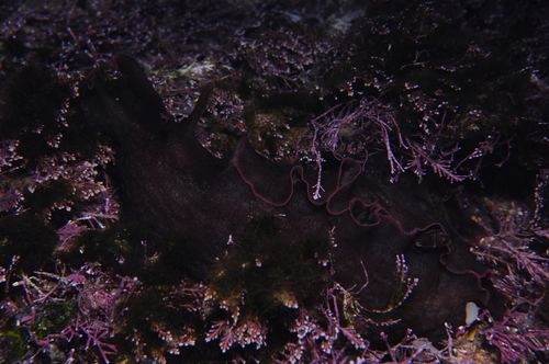 Aplysia fasciata - Photo (c) xavi salvador costa, all rights reserved