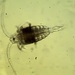 Copepods - Photo (c) Jardí mediterrani de Can Boet - Mataró, some rights reserved (CC BY), uploaded by Jardí mediterrani de Can Boet - Mataró