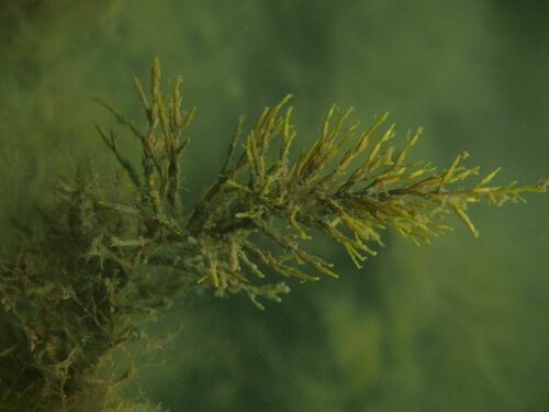 Gongolaria barbata - Photo (c) xavi salvador costa, some rights reserved (CC BY-NC)