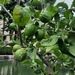 Citrus limon - Photo (c) Izan Lopez Vergel, some rights reserved (CC BY-NC), uploaded by Izan Lopez Vergel