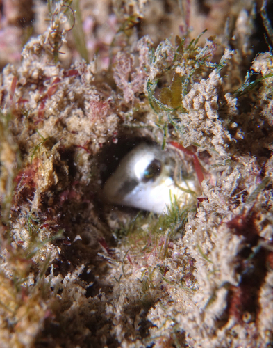 Microlipophrys dalmatinus - Photo (c) oriol_d, all rights reserved