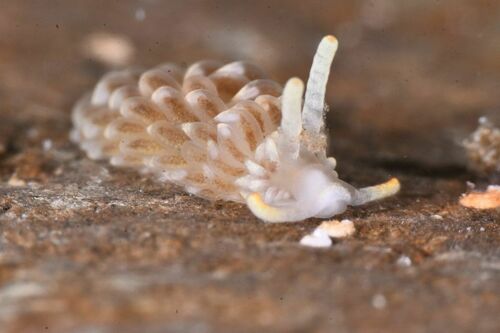Aeolidiella alderi - Photo (c) xavi salvador costa, some rights reserved (CC BY-NC)