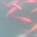 Goldfish - Photo (c) Αλεξάνδρα Τσαμπουνάρα, some rights reserved (CC BY), uploaded by Αλεξάνδρα Τσαμπουνάρα