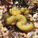 Oyster Thief - Photo (c) David Marco, some rights reserved (CC BY-NC), uploaded by David Marco