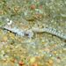Sailfin Dragonet - Photo (c) xavi salvador costa, some rights reserved (CC BY-NC), uploaded by xavi salvador costa