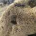 Honeycomb Worm - Photo (c) CoastalWarming, some rights reserved (CC BY-NC), uploaded by CoastalWarming