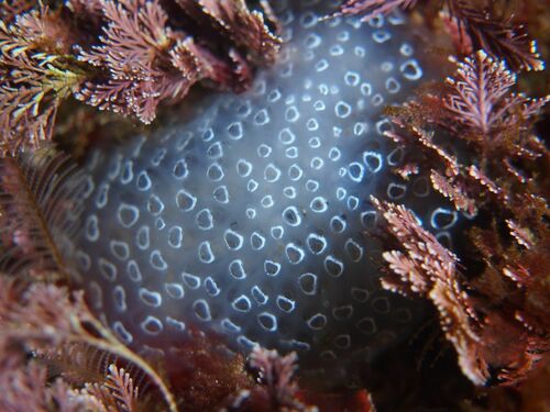 Polycitor crystallinus - Photo (c) xavi salvador costa, all rights reserved