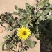 Capeweed - Photo (c) AMB Platges, some rights reserved (CC BY), uploaded by AMB Platges