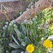 Hare's-foot Plantain - Photo (c) Izan Lopez Vergel, some rights reserved (CC BY-NC), uploaded by Izan Lopez Vergel