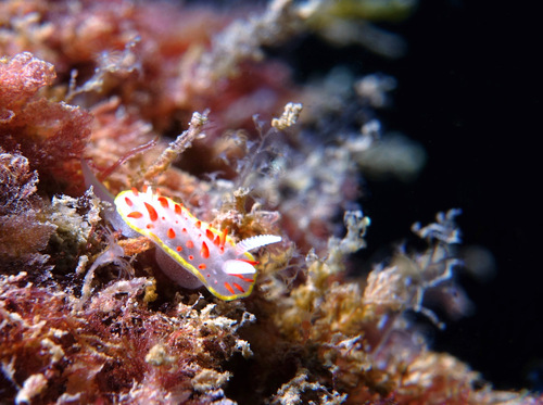 Diaphorodoris papillata - Photo (c) oriol_d, all rights reserved