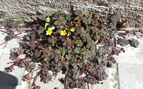 Creeping Woodsorrel - Photo (c) Pau Esteban, some rights reserved (CC BY-NC)