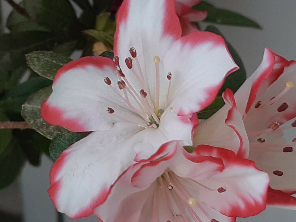 Tsutsusi Azalea - Photo (c) Μαριλένα Κρουστάλλη/Marilena Kroustalli, some rights reserved (CC BY), uploaded by Μαριλένα Κρουστάλλη/Marilena Kroustalli