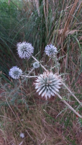Southern Globe Thistle - Photo (c) Pau Esteban, some rights reserved (CC BY-NC)