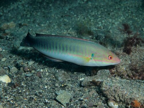 Blacktail Rainbow Wrasse - Photo (c) xavi salvador costa, some rights reserved (CC BY-NC)
