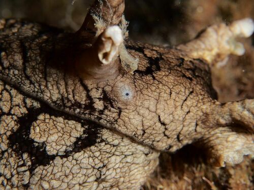 Aplysia dactylomela - Photo (c) xavi salvador costa, all rights reserved