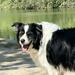 Canis familiaris - Photo (c) marianna, some rights reserved (CC BY-NC)