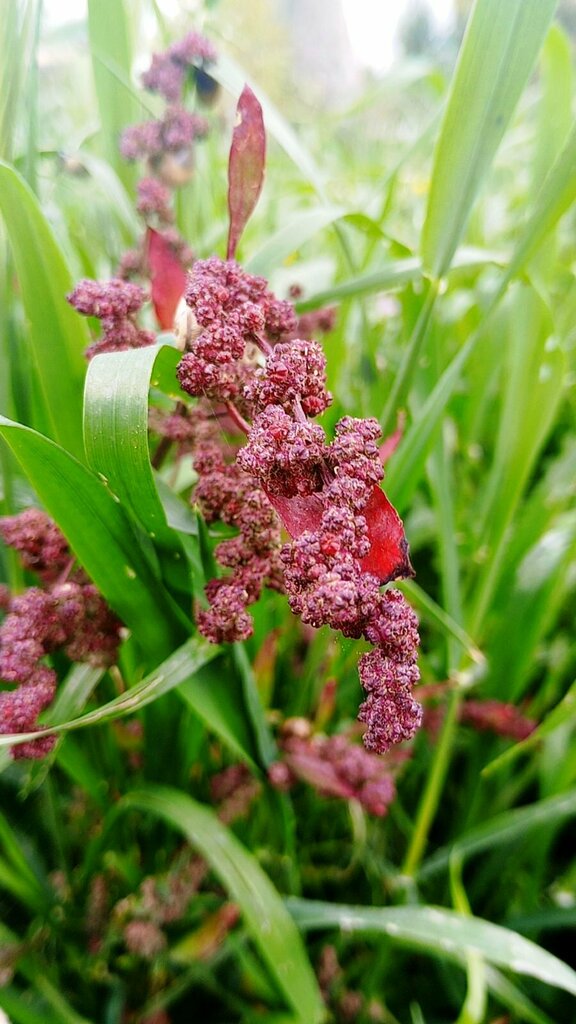 Red Pigweed - Photo (c) Μαριλένα Κρουστάλλη/Marilena Kroustalli, some rights reserved (CC BY), uploaded by Μαριλένα Κρουστάλλη/Marilena Kroustalli