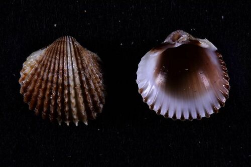 Acanthocardia spinosa - Photo (c) xavi salvador costa, all rights reserved