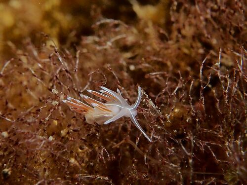 Coryphella lineata - Photo (c) xavi salvador costa, all rights reserved
