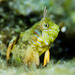 Sphinx Blenny - Photo (c) jastals, some rights reserved (CC BY-NC)