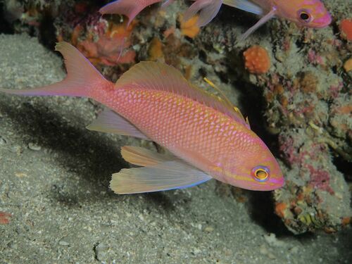 Anthias anthias - Photo (c) xavi salvador costa, all rights reserved