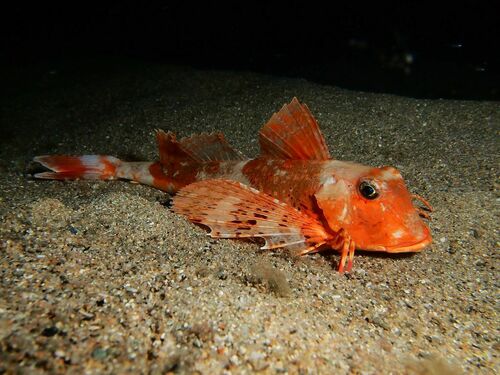 Streaked Gurnard - Photo (c) xavi salvador costa, some rights reserved (CC BY-NC)