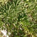 Chilean Ice Plant - Photo (c) 5ο ΕΚ ΑΝΑΤΟΛΙΚΗΣ ΑΤΤΙΚΗΣ, some rights reserved (CC BY), uploaded by 5ο ΕΚ ΑΝΑΤΟΛΙΚΗΣ ΑΤΤΙΚΗΣ