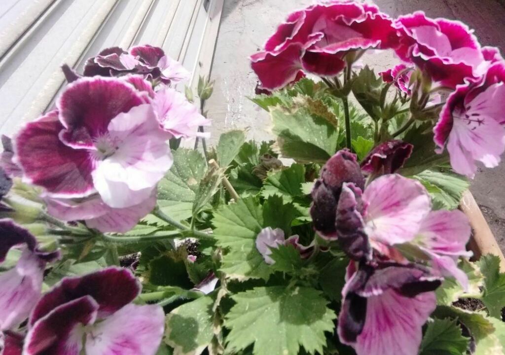 Pelargonium × hybridum - Photo (c) Μαριλένα Κρουστάλλη/Marilena Kroustalli, some rights reserved (CC BY), uploaded by Μαριλένα Κρουστάλλη/Marilena Kroustalli