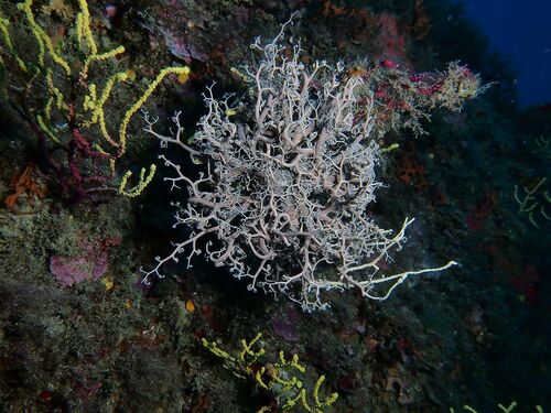 Astrospartus mediterraneus - Photo (c) xavi salvador costa, all rights reserved