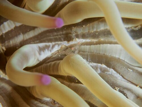 Periclimenes scriptus - Photo (c) xavi salvador costa, all rights reserved