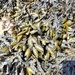 Bladder Wrack - Photo (c) Rocio Aime Nieto Vilela, some rights reserved (CC BY), uploaded by Rocio Aime Nieto Vilela