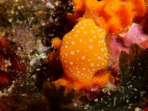 Phyllidia flava - Photo (c) xavi salvador costa, all rights reserved