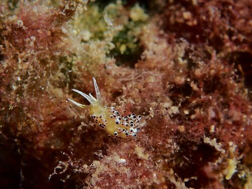 Trinchesia ocellata - Photo (c) xavi salvador costa, all rights reserved