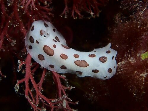 Peltodoris atromaculata - Photo (c) xavi salvador costa, all rights reserved