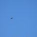 Red-rumped Swallow - Photo (c) Vicenç Roig Vidal, some rights reserved (CC BY-NC), uploaded by Vicenç Roig Vidal