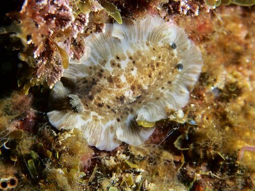 Dendrodoris grandiflora - Photo (c) xavi salvador costa, some rights reserved (CC BY-NC)