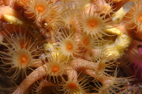 Parazoanthus axinellae - Photo (c) oriol_d, all rights reserved