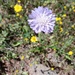 Knautia - Photo (c) ektolykath, some rights reserved (CC BY)