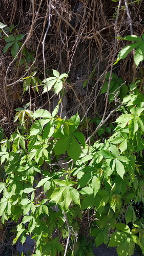 Virginia Creeper - Photo (c) Carlos Rodero, some rights reserved (CC BY-NC)