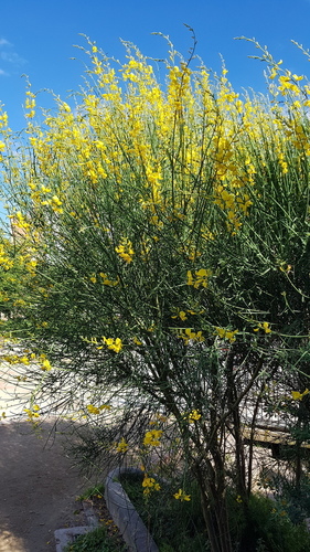 Spanish Broom - Photo (c) Carlos Rodero, some rights reserved (CC BY-NC)