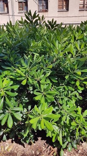 Japanese Cheesewood - Photo (c) Carlos Rodero, some rights reserved (CC BY-NC)