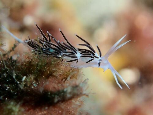 Paraflabellina gabinierei - Photo (c) xavi salvador costa, all rights reserved